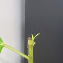 경성치킨 공덕점 이미지