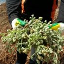 사리농장 이미지