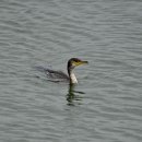 몽골의 새16 - Temminck's Cormorant(가마우지) 이미지