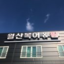 월산복어 이미지