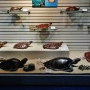 고성자연사박물관 이미지