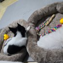 미유펫 강아지분양고양이분양 김포점 이미지