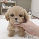 두둥