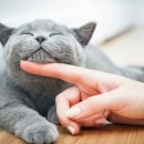 데본냥이 이미지