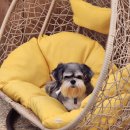 원더플독 이미지