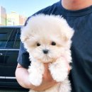 마마스미독 강아지 분양 김해점 이미지