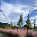 논공공단주유소 | [달성 논공꽃단지] 핑크뮬리, 코스모스밭, 해바라기꽃밭 방문후기, 가는길, 데이트코스 추천