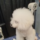 삐삐펫살롱 이미지