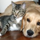 (주)바이오벳 이미지