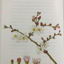 시각공작단 | [독서후기] 식물은 언제나 인간의 생각을 넘어선다~이소영 <식물에 관한 오해>