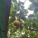 배갈비, 태릉배갈비 이미지