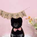 복이네 애견 미용 이미지