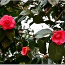 와룡산청룡사앞 이미지