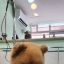 동인애견샵