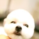 보라애견미용실 이미지