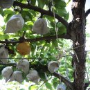 천주농장 이미지