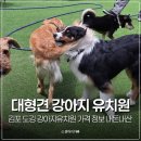 별삐아제어린이집 | 인천 대형견 유치원 김포 도깅 강아지유치원 가격 정보 내돈내산 후기