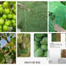 식물보호기사 실기. 필답시험 2025년 1회차 기출 복원 문제