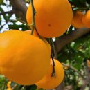 정안농장 이미지