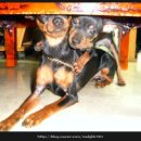 까미랑 몽이 이미지