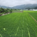 키다리부동산공인중개사사무소 이미지