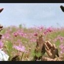 칼라퍼플 이미지