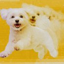 FOR YOU DOG 이미지
