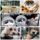 애견카페 제니콩콩 이미지