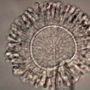 황주식품 이미지