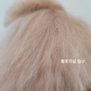 솔리스텔라