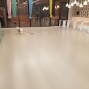 나랑애견유치원 이미지