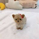 부산강아지분양 퍼피룸 이미지