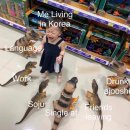 카페스트링