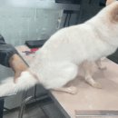 내가할개 이미지