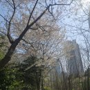 홈플러스(주)보령점 | 수원 벚꽃 마지막 산뜻했던 봄날의 기록