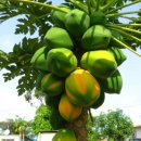 PAPAYA 이미지