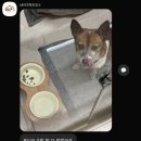 세이프독하우스 | 진주 애견호텔 세이프독하우스 강아지호텔추천