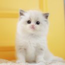 분당고양이분양 나비캣 이미지