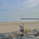 콩이네 민박 이미지