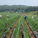 삼형제농장 이미지