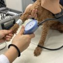 동물병원알루 이미지