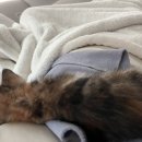 처음동물병원 이미지