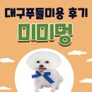 멍헤어 애견미용실 | 대구푸들미용 후기 대구수성구애견미용실 추천 미미멍