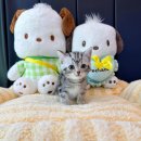 서울고양이분양 건강하고 예쁜 고양이 후기찾아