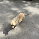 두루와펜션 | [태안/안면도] 커플펜션 가족펜션 단체펜션 안면도 펜션 두바다찬솔 102호 2박 3일 머문 내돈내산 솔직후기