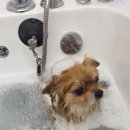 댕댕스파 이미지