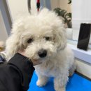 몽언니애견미용실 이미지