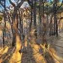 정발산공원 이미지