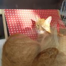 리즈동물병원 이미지