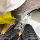 꿈의숲동물병원 이미지